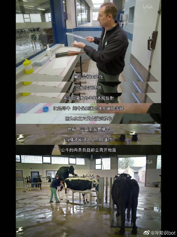 利用阉牛扮演雌性角色来提取精液 ​​​ #无用而有趣的冷知识利用阉牛扮演雌性角色来提取精液 ​​​ #无用而有趣的冷知识