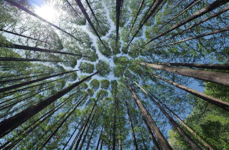 今天是植树节，你义务种树🌲了吗？1981年通过的《关于开展全民义务植树运动的决议》中有提到