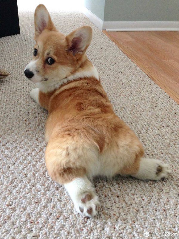 柯基喜欢趴下然后把后腿伸展开，这种坐姿有个专门的词，叫“sploot”