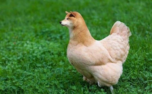 接手别人的项目发现Bug并成功改完之后......🐶🐶   #工程师的日常