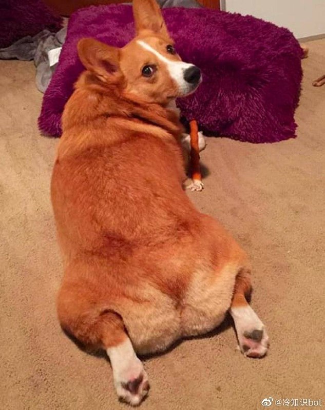 柯基喜欢趴下然后把后腿伸展开，这种坐姿有个专门的词，叫“sploot”