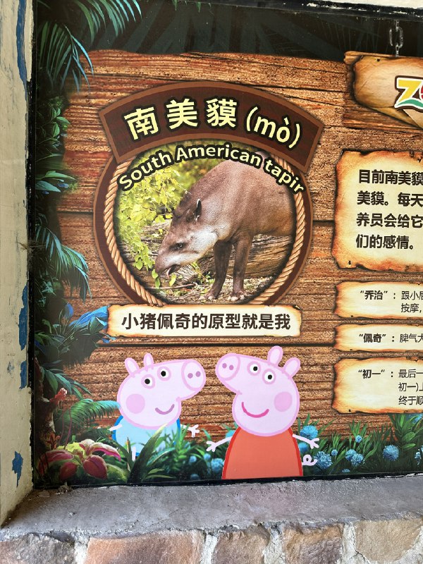 原来小猪佩奇不是猪 #无用但有趣的冷知识原来小猪佩奇不是猪 #无用但有趣的冷知识