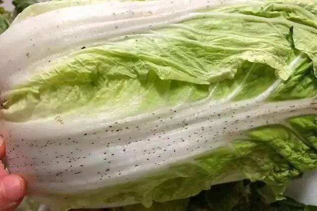 这是白菜的一种生理性病害，叫 “白菜芝麻状斑点病”