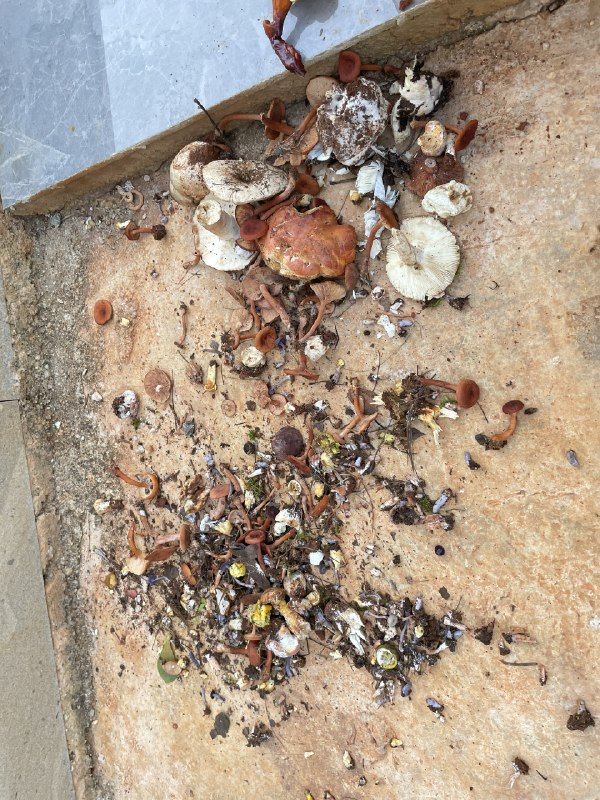 为什么云南人吃菌子总是中毒？捡回来的是混杂的，盆外的是挑出来不能吃的