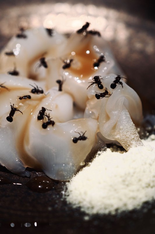 关于蚂蚁🐜的一些味觉记忆.. 在Amico BJ吃的黑蚂蚁，在云南吃的蚂蚁蛋汤，和看到很多虫子的那一刻🙃🙃🙃吃的时候还是有点懵圈儿，看视频再对上了，蚂蚁的风味类似柠檬胡椒（好像是的指路图6👇，在腾讯视频 #无用但有趣的冷知识关于蚂蚁🐜的一些味觉记忆.. 在Amico BJ吃的黑蚂蚁，在云南吃的蚂蚁蛋汤，和看到很多虫子的那一刻🙃🙃🙃吃的时候还是有点懵圈儿，看视频再对上了，蚂蚁的风味类似柠檬胡椒（好像是的指路图6👇，在腾讯视频 #无用但有趣的冷知识