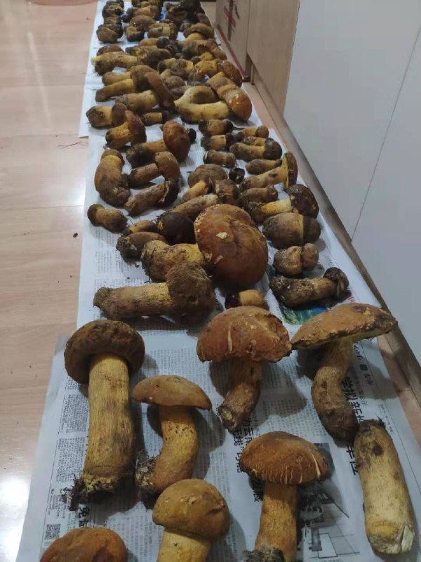 我们云南人是这么吃菌子的 #无用但有趣的冷知识