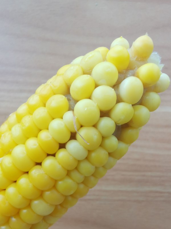 独自成长的玉米粒是圆的，而生活在组织里的是扁的