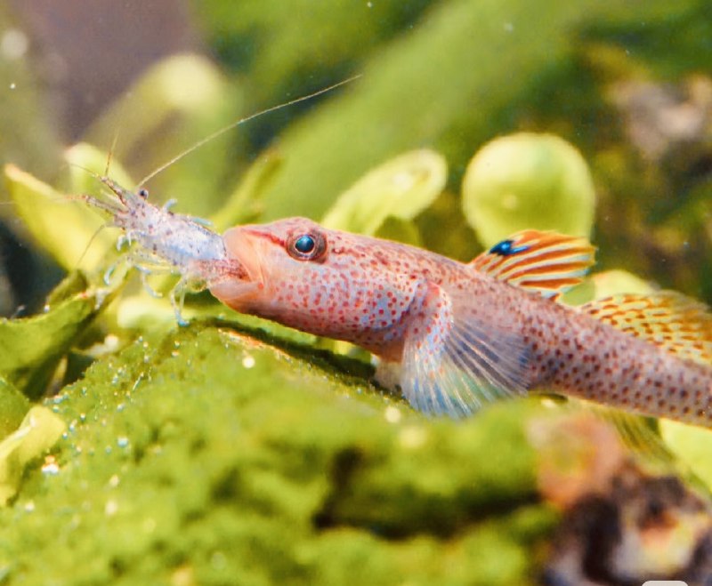 猎物选择的核心逻辑