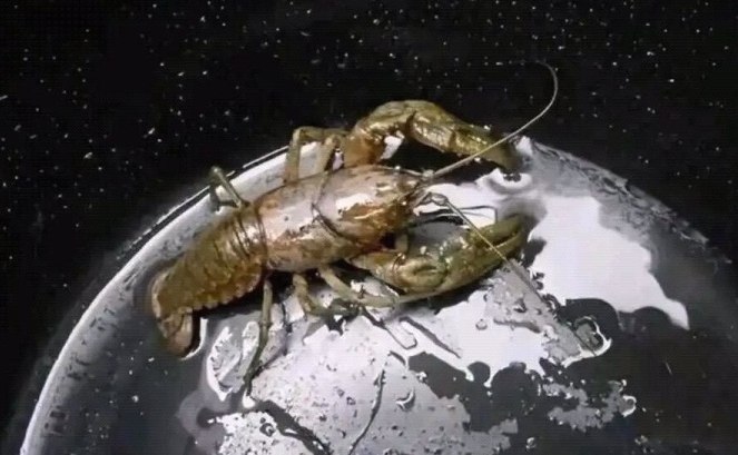 一开始以为巨型龙虾占领了星球仔细一看发现是湿的旧电饭锅里有一只龙虾 #今天有什么好笑的
