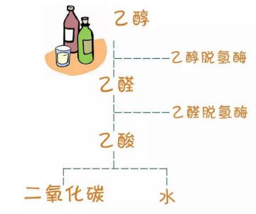 为什么有的人一沾酒脸就红？喝酒容易脸红是基因缺陷引起的，练酒量无法弥补基因缺陷