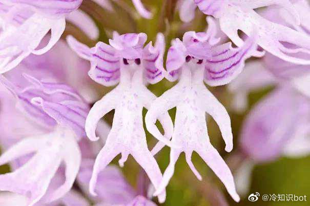 意大利红门兰(Orchis italica)，别称裸男兰