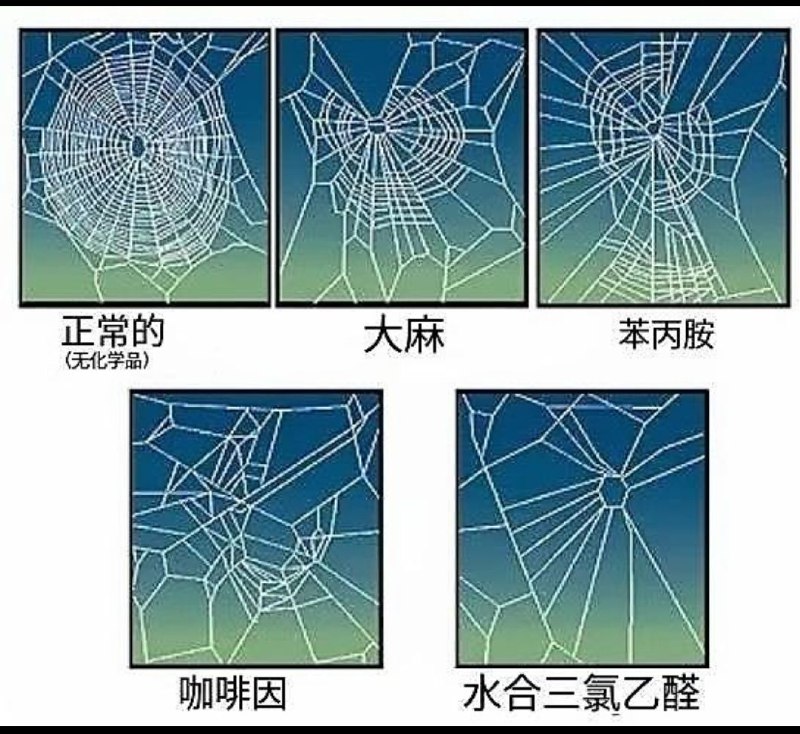 吃不同药品对于蜘蛛织网图案的影响 #无用但有趣的冷知识