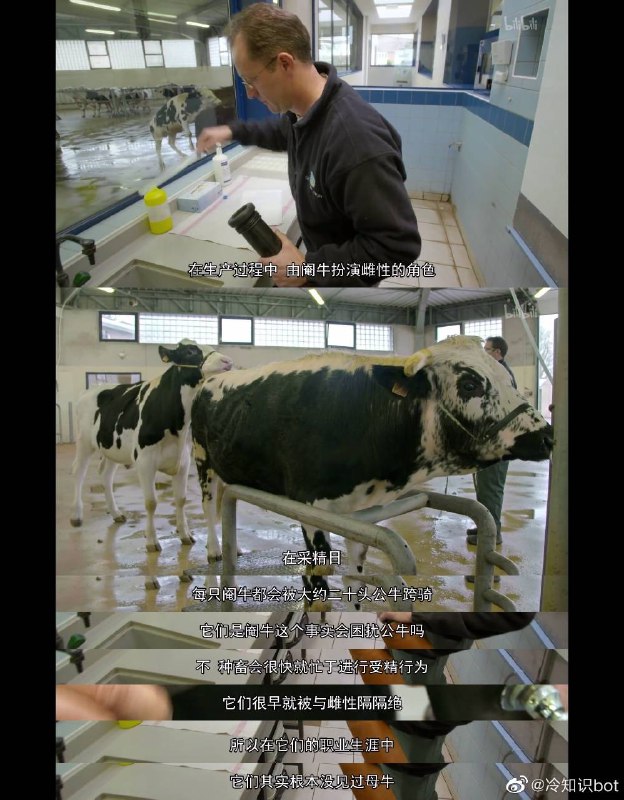 利用阉牛扮演雌性角色来提取精液 ​​​ #无用而有趣的冷知识利用阉牛扮演雌性角色来提取精液 ​​​ #无用而有趣的冷知识
