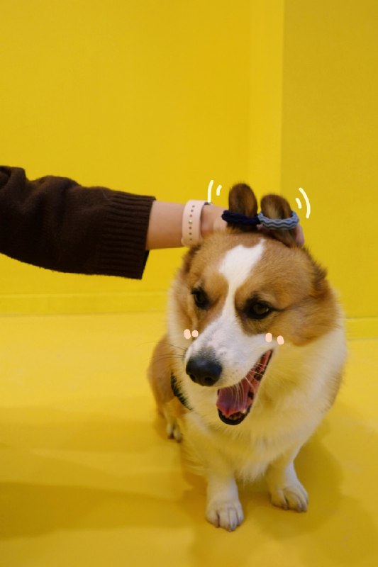 今天是双马尾日👧🏻隐藏了很久的二次元之魂终于可以出来撒欢奔跑啦！我不允许有人今天还没扎双马尾🐶 #无用但有趣的冷知识