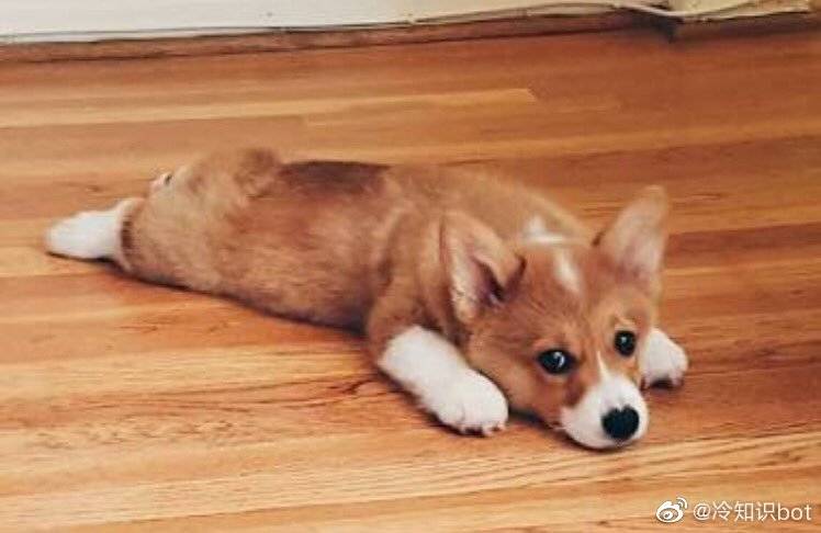 柯基喜欢趴下然后把后腿伸展开，这种坐姿有个专门的词，叫“sploot”