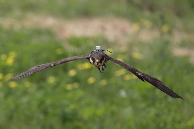 冷知识 首都机场会训练猎鹰用于驱鸟这工作简直帅炸了 #无用但有趣的冷知识