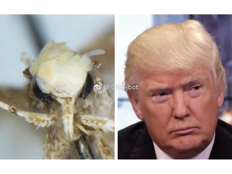 特朗普（Neopalpa donaldtrumpi）是科学家新发现的一种飞蛾，命名人纳扎表示，因其“发型”酷似美国第45任总统唐纳德·特朗普，因而得名