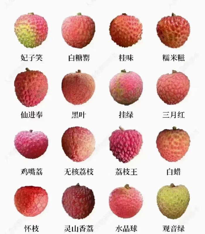 涨知识了，我都叫荔枝🤣 #无用但有趣的冷知识