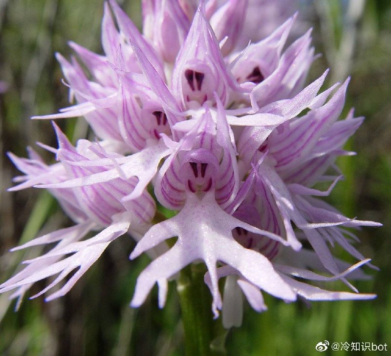 意大利红门兰(Orchis italica)，别称裸男兰