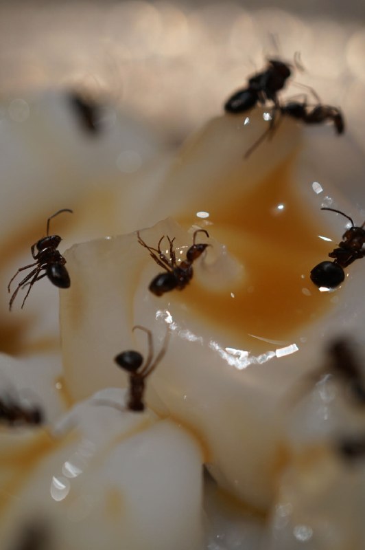 关于蚂蚁🐜的一些味觉记忆.. 在Amico BJ吃的黑蚂蚁，在云南吃的蚂蚁蛋汤，和看到很多虫子的那一刻🙃🙃🙃吃的时候还是有点懵圈儿，看视频再对上了，蚂蚁的风味类似柠檬胡椒（好像是的指路图6👇，在腾讯视频 #无用但有趣的冷知识关于蚂蚁🐜的一些味觉记忆.. 在Amico BJ吃的黑蚂蚁，在云南吃的蚂蚁蛋汤，和看到很多虫子的那一刻🙃🙃🙃吃的时候还是有点懵圈儿，看视频再对上了，蚂蚁的风味类似柠檬胡椒（好像是的指路图6👇，在腾讯视频 #无用但有趣的冷知识