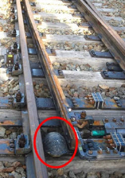 在日本，有的火车轨道下方安装有特殊的U型沟，以供乌龟安全地穿越铁轨