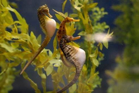 海马宝宝是从海马爸爸肚子里出生的