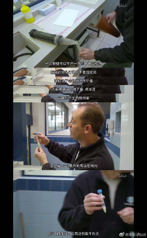 利用阉牛扮演雌性角色来提取精液 ​​​ #无用而有趣的冷知识利用阉牛扮演雌性角色来提取精液 ​​​ #无用而有趣的冷知识