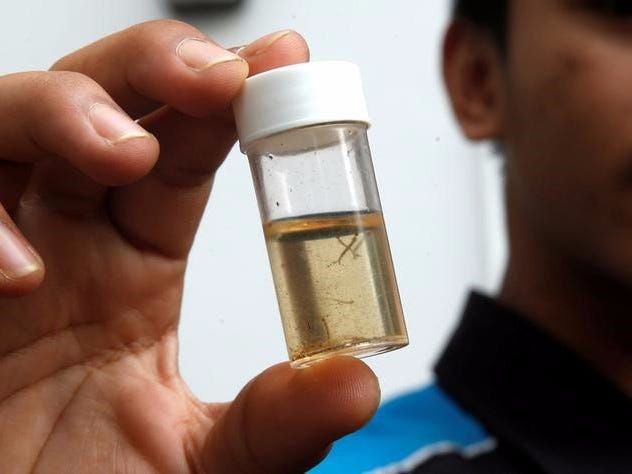 冰岛是世界上唯一一个没有蚊子的国家