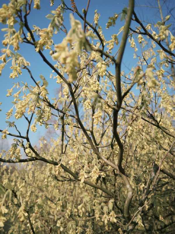 有意思的是Henk Sneevlietweg 这一站是用Henk Sneevliet本人的名字命名的