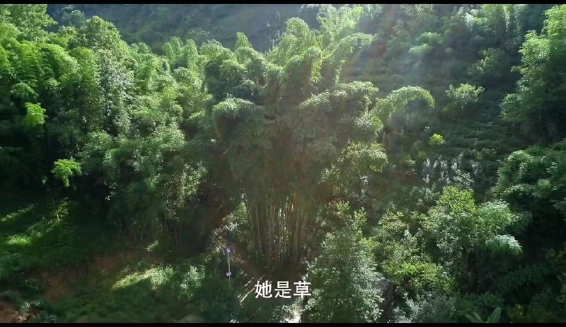 今日让我“欸”了一下的冷知识竹子 禾本科是草 不是树 #无用但有趣的冷知识
