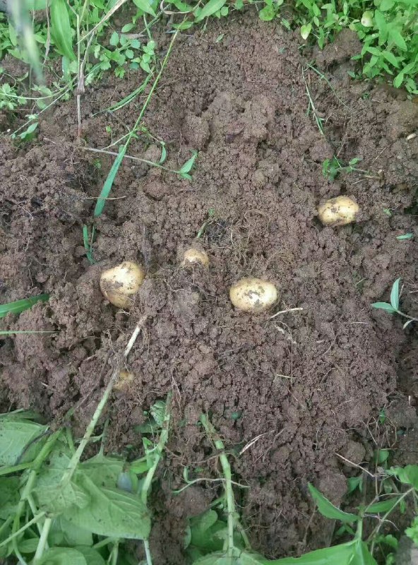 大多数桶装薯片是用薯粉做成的没用土豆直接切片做所以有些人不喜欢它的口感   #无用但有趣的冷知识