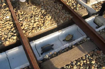 在日本，有的火车轨道下方安装有特殊的U型沟，以供乌龟安全地穿越铁轨