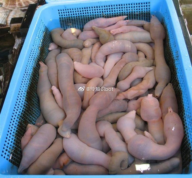 海肠，是沿海一带百姓常吃的一种海鲜产品，胶东渔民称它为“海鸡子”，中文学名单环刺螠，英文名叫“Chinese Penis Fish”