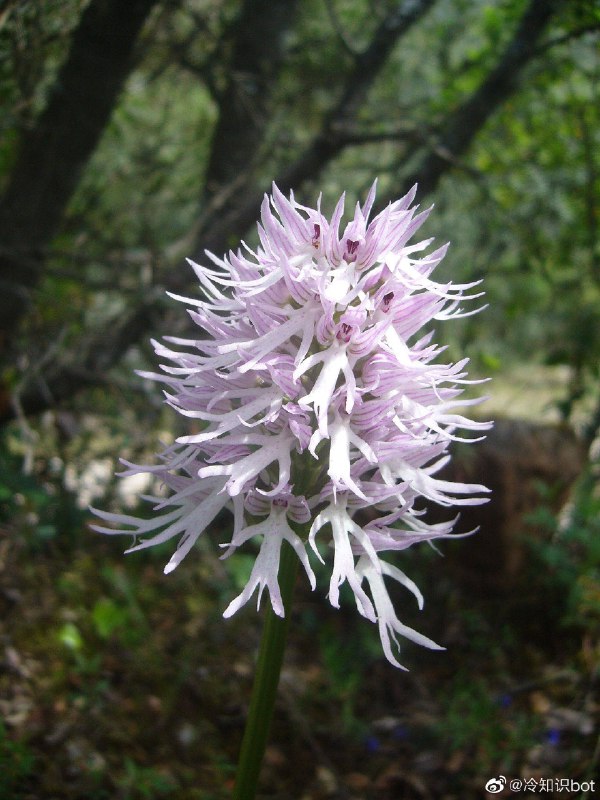 意大利红门兰(Orchis italica)，别称裸男兰