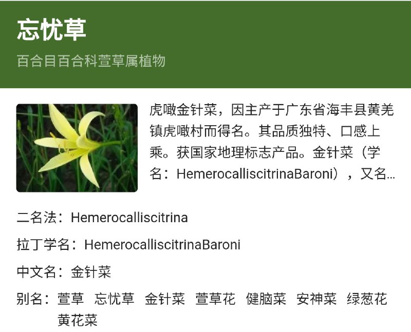 传说中的“忘忧草”就是黄花菜