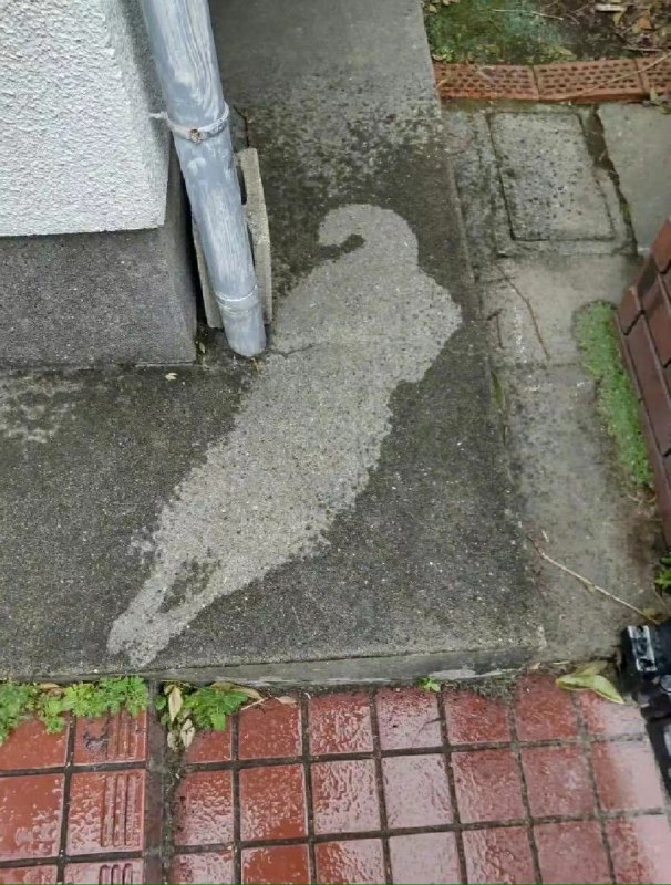 千万不要往窗户倒水…不然就会有一只小狗勾遇害哈哈哈哈哈哈哈哈 ​ #今天有什么好笑的