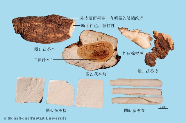 查菌菇类的食谱，意外地看见“茯苓糕”名列其中——原来中药材“茯苓”就是一种干燥菌核（菌丝体）